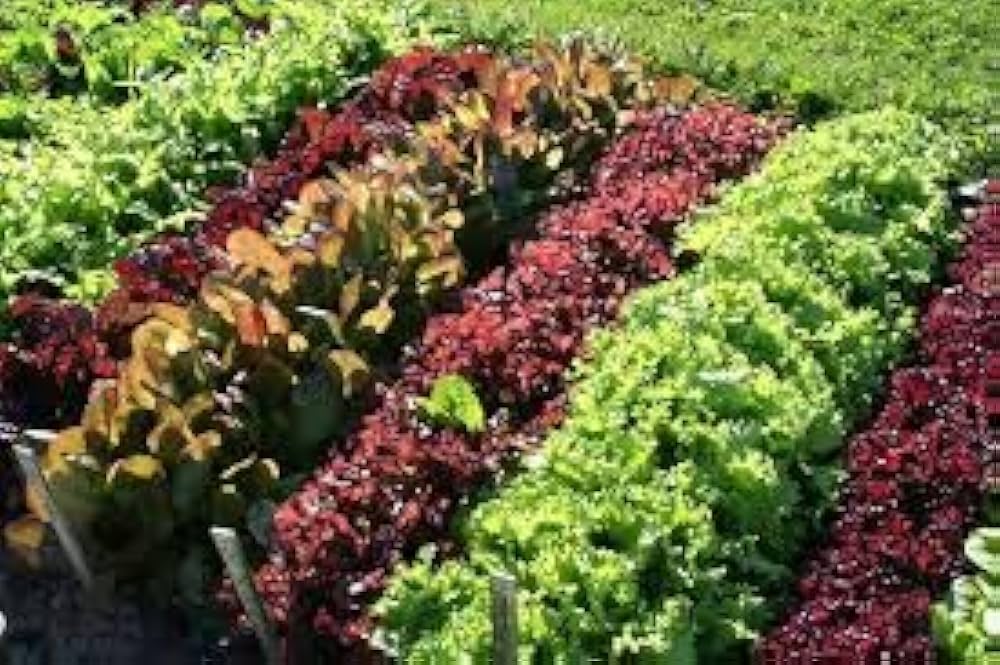Ice Leaf Lettuce Lactuca sativa Seeds for Planting in Cool Season Garden