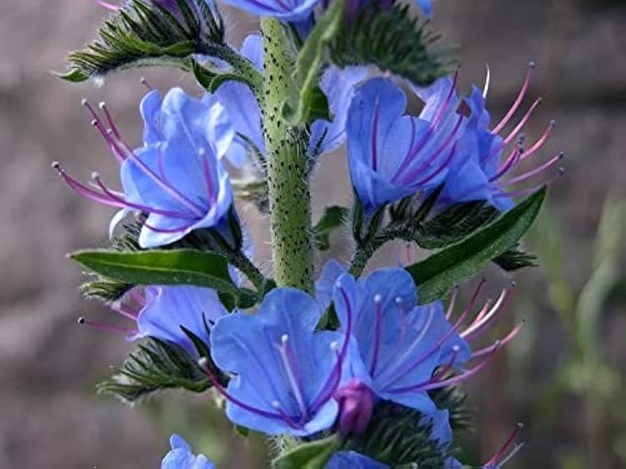 Blue Thistle Echium vulgare for planting in pollinator patch