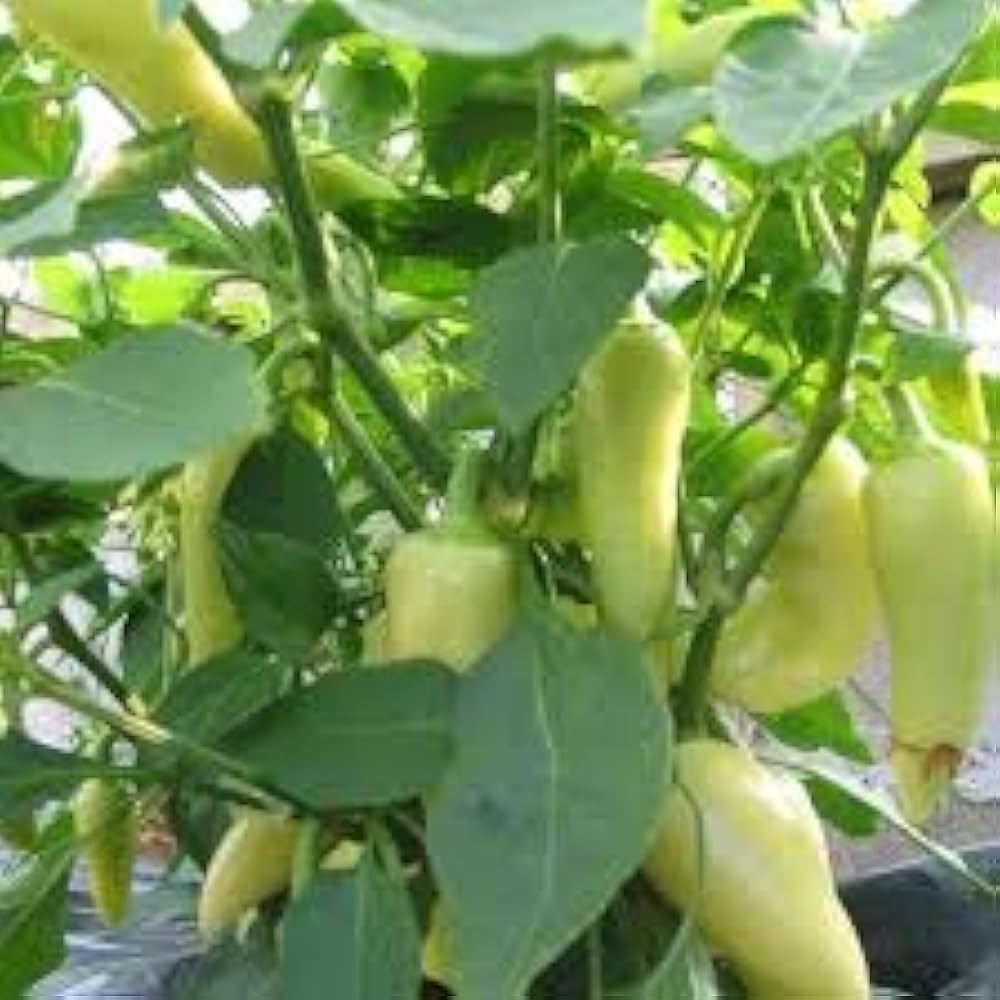 Santa Fe Grande Pepper Seeds for Spicy, Flavorful Peppers