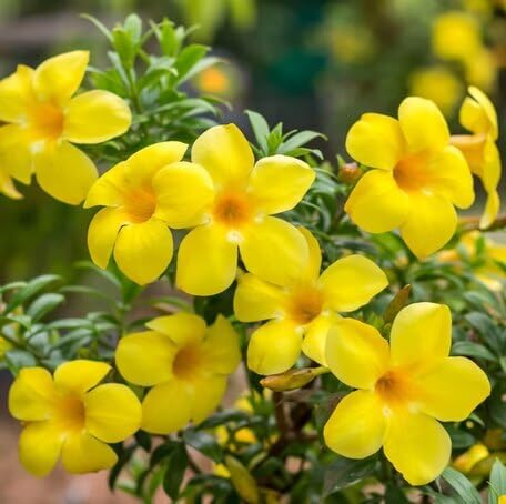 Yellow Jasmine Flower - Heirloom, Non - Gmo Seeds