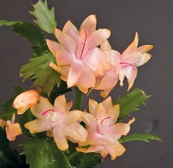 Zygocactus Peach Flower Seeds for Planting – Organic, Heirloom, Non-GMO Christmas Cactus Seeds
