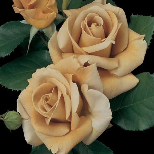 Rose Flower Brown - Heirloom, Non - Gmo Seeds