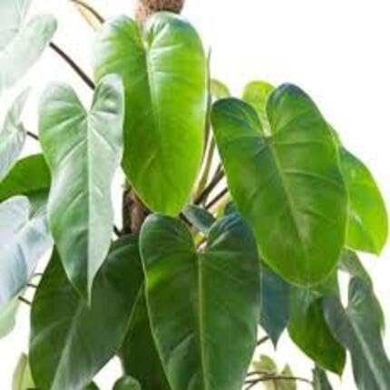 Philodendron Green - Heirloom, Non - Gmo Seeds
