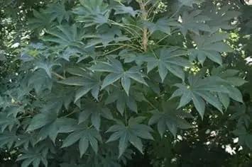 Kalopanax Septemlobus Planting Seeds - Non-GMO, Heirloom Aralia for planting in home garden