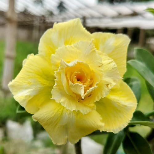 Yellow Adenium Flower - Heirloom, Non - Gmo Seeds