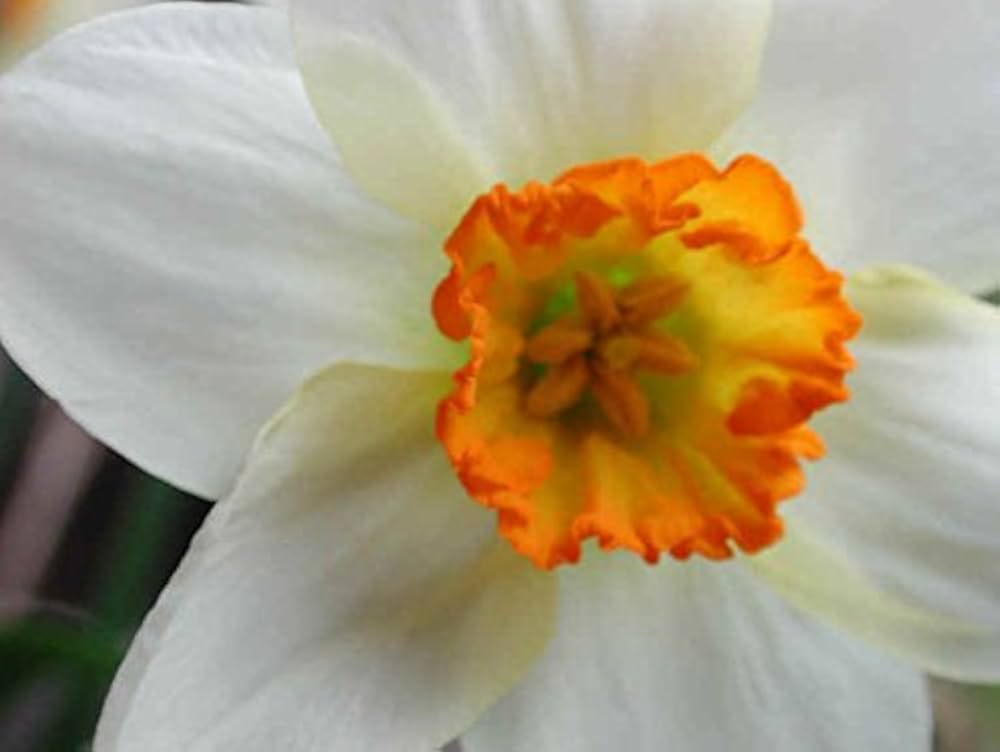Daffodil Seeds for Planting Narcissus White Blue for Flower Beds and Home Garden