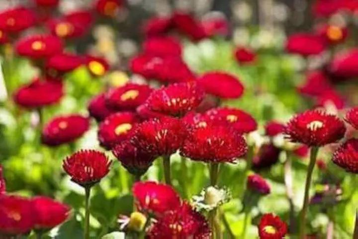 Red Bellis Flower Seeds for Planting - NON GMO Seeds Dhara Seeds