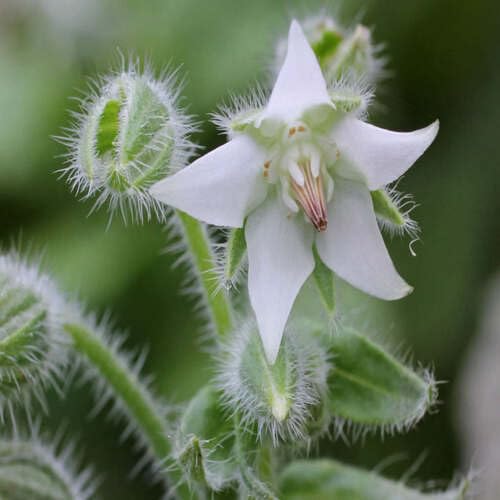 White Borage Flower