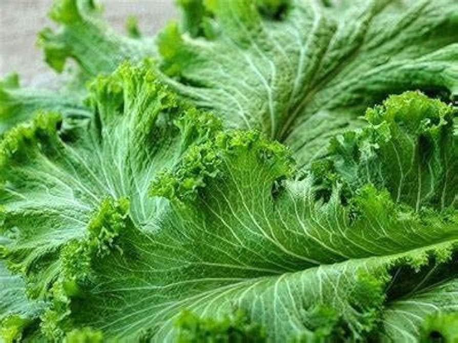 Green Wave Mustard Heirloom Leafy Vegetable Seeds