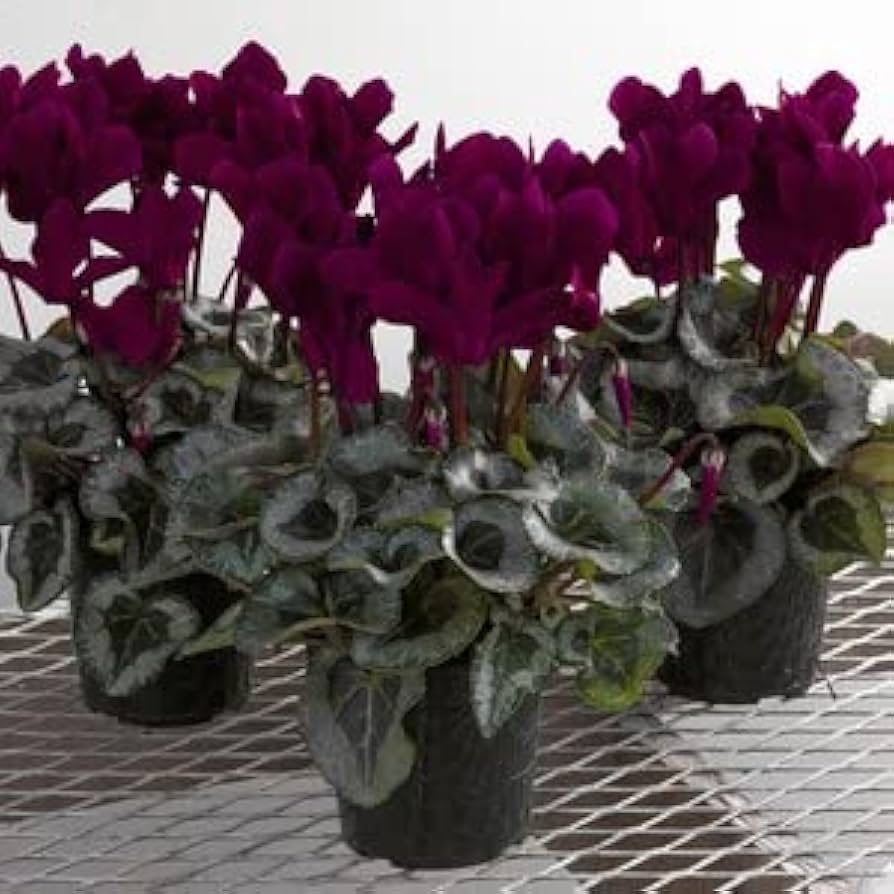 Cyclamen Cyclamen spp. Flower Seeds for Planting in Indoor Garden