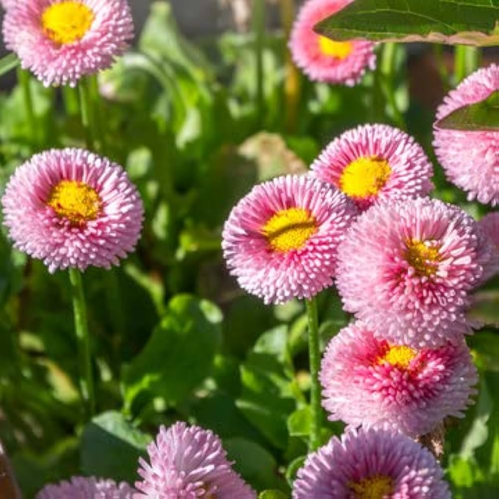 Bellis Perennis multicolor daisy flower seeds
