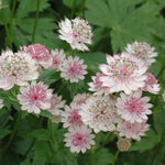 Organic White Pink Astrantia Flower Seeds for Planting – Heirloom, Non-GMO for planting in your garden.