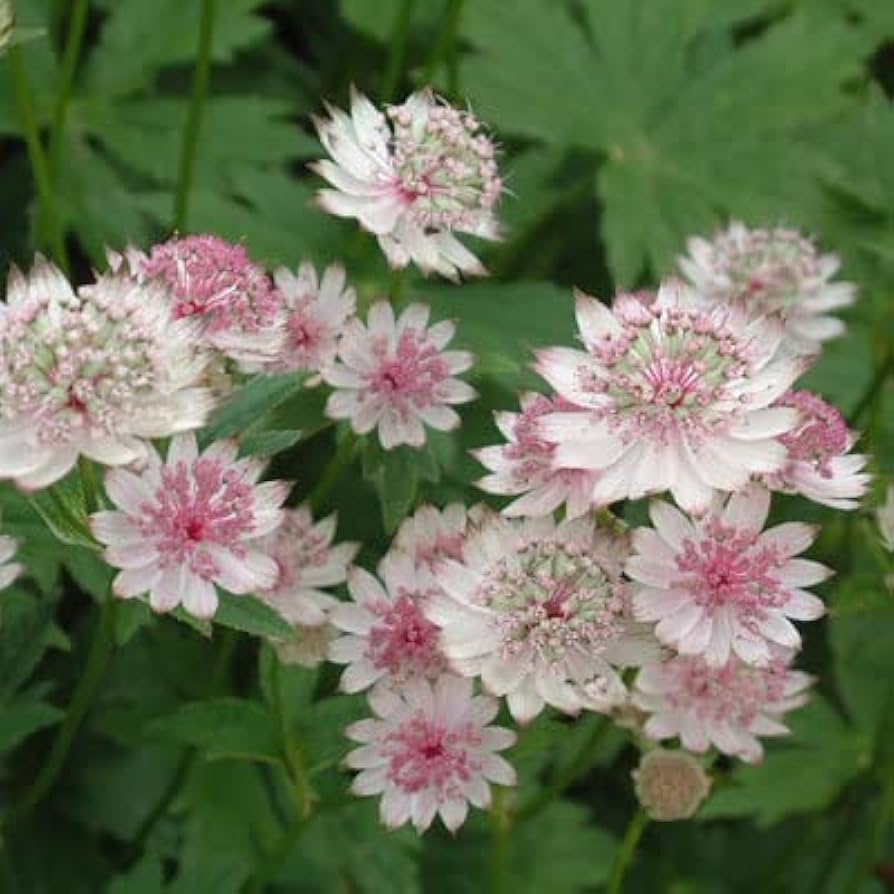 Organic White Pink Astrantia Flower Seeds for Planting – Heirloom, Non-GMO for planting in your garden.
