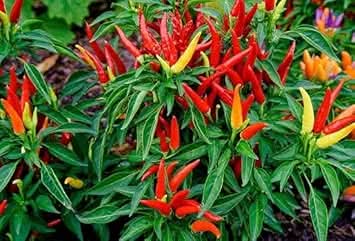 Chili Pepper Capsicum annuum seed mix for garden planting