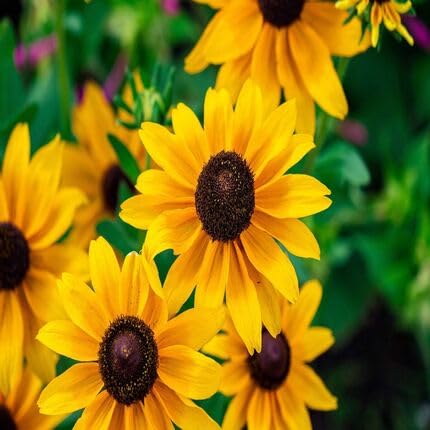 Yellow Rudbeckia Triloba Flower - Heirloom, Non - Gmo Seeds