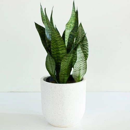 Green Sansevieria - Heirloom, Non - Gmo Seeds