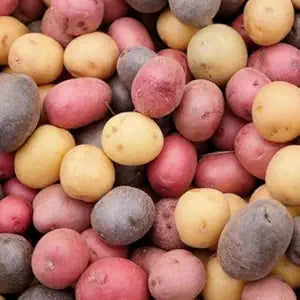 Mixed Sweet Potato Ipomoea batatas for planting in vegetable patch