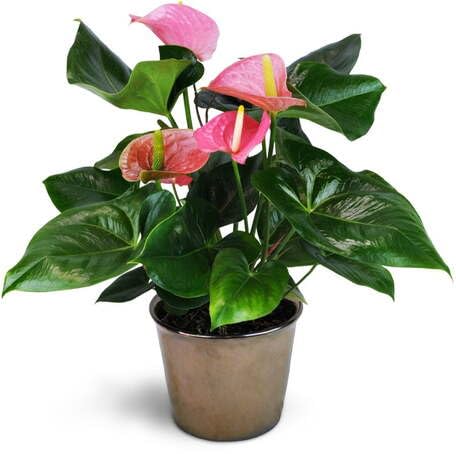 Green Anthurium - Heirloom, Non - Gmo Seeds