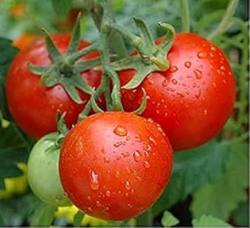 Tomato Vegetable Seeds for Planting – Dark Red Variety