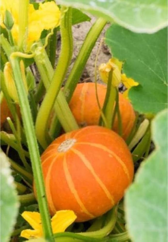 Pumpkin Cucurbita pepo vegetable seeds for planting in home garden containers or backyard gardening