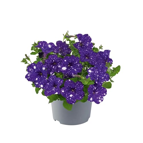 Violet White Petunia Flower