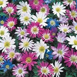 Anemone Blanda Flower Seeds for Planting - 100 seeds for planting in home garden