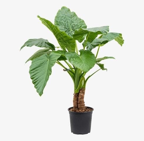 Green Alocasia Macrorrhiza - Heirloom, Non - Gmo Seeds