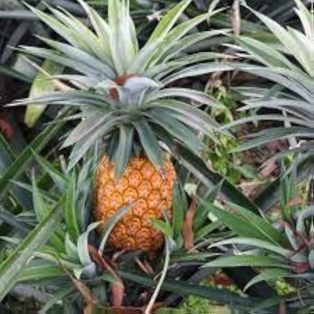 Pineapple Ananas comosus Seeds for Planting home garden flower bed