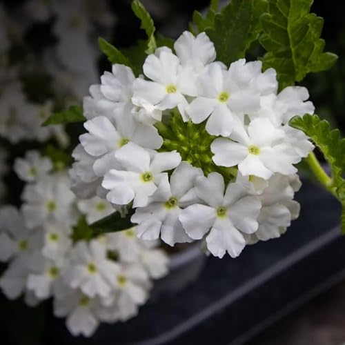 White Verbena Flower - Heirloom, Non - Gmo Seeds