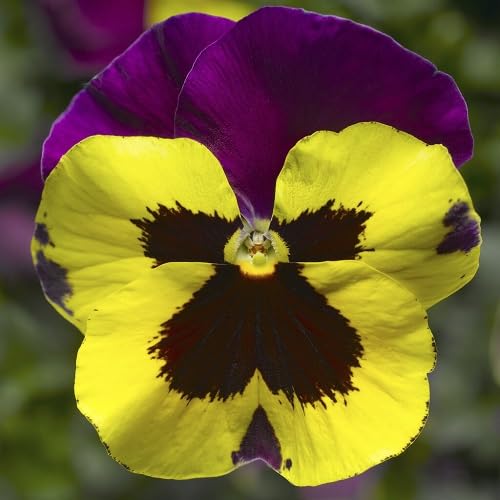 Purple Yellow Pansy Flower - Heirloom, Non - Gmo Seeds