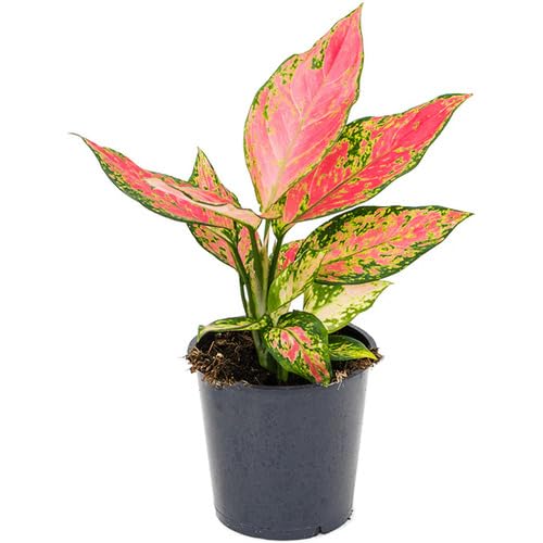 Aglaonema Green Pink - Heirloom, Non - Gmo Seeds