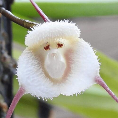 White Monkey Orchid Flower - Heirloom, Non - Gmo Seeds