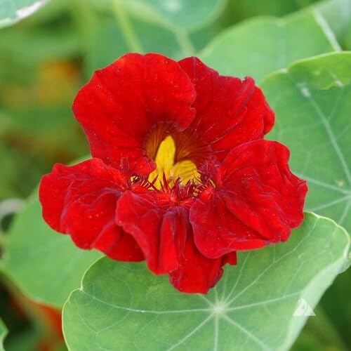 Nasturtium Flower Red - Heirloom, Non - Gmo Seeds