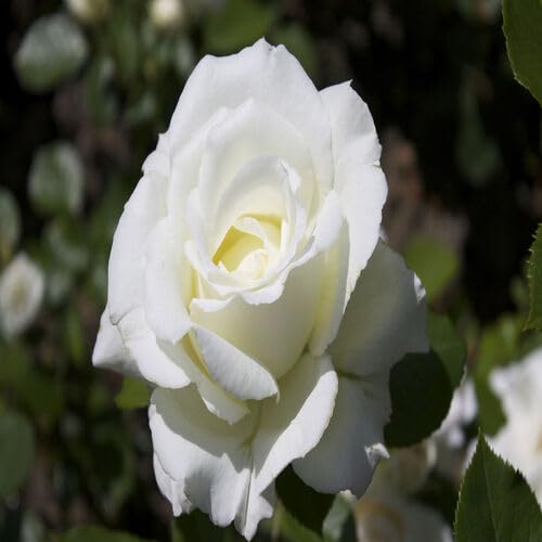 White Rose Flower - Heirloom, Non - Gmo Seeds