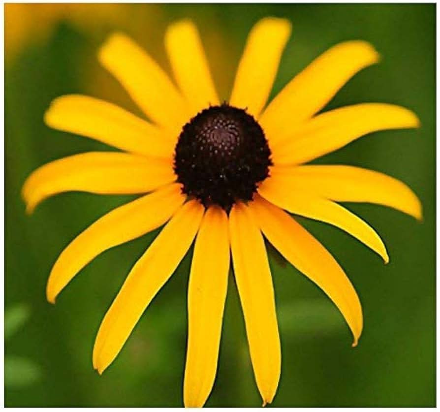 Black Eyed Susan Flowering Seeds For Planting (Rudbeckia hirta)