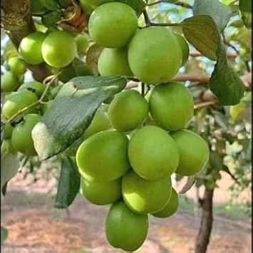Jujube Apple Grafted Fruit Seeds for Planting - Grow a Fruitful and Unique Tree, Heirloom Seeds