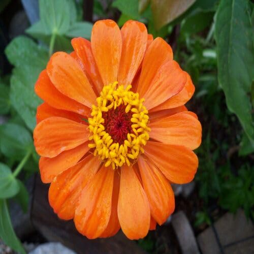 Orange Zinnia Flower - Heirloom, Non - Gmo Seeds