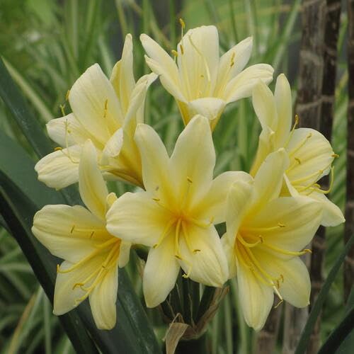 Yellow Clivia Flower - Heirloom, Non - Gmo Seeds