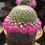 Pink Mammillaria Heirloom Non Gmo Image