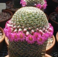Pink Mammillaria Heirloom Non Gmo Image