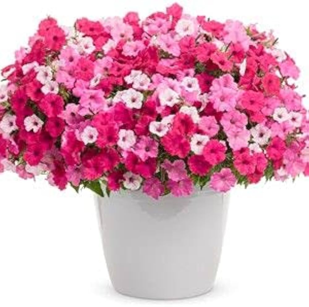 Pelleted Petunia Celebrity Strawberry Ice Seeds