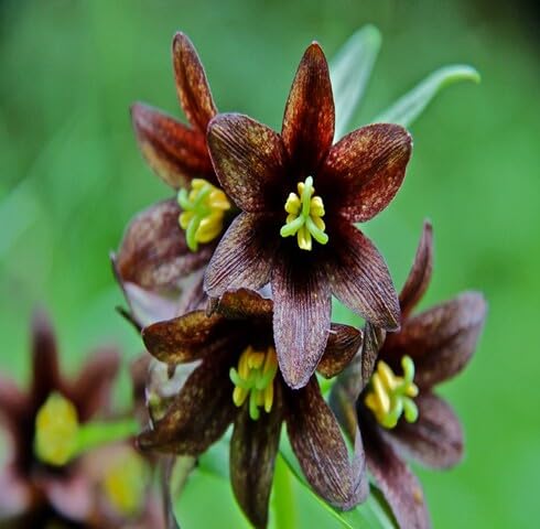 Brown Fritillaria Camschatcensis Flower