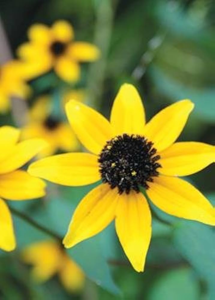 Brown Eyed Susan Seeds, Native, +