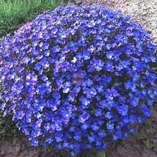 Aubrieta Perennial Flower Seeds for Planting - 100 pcs for planting in your garden.