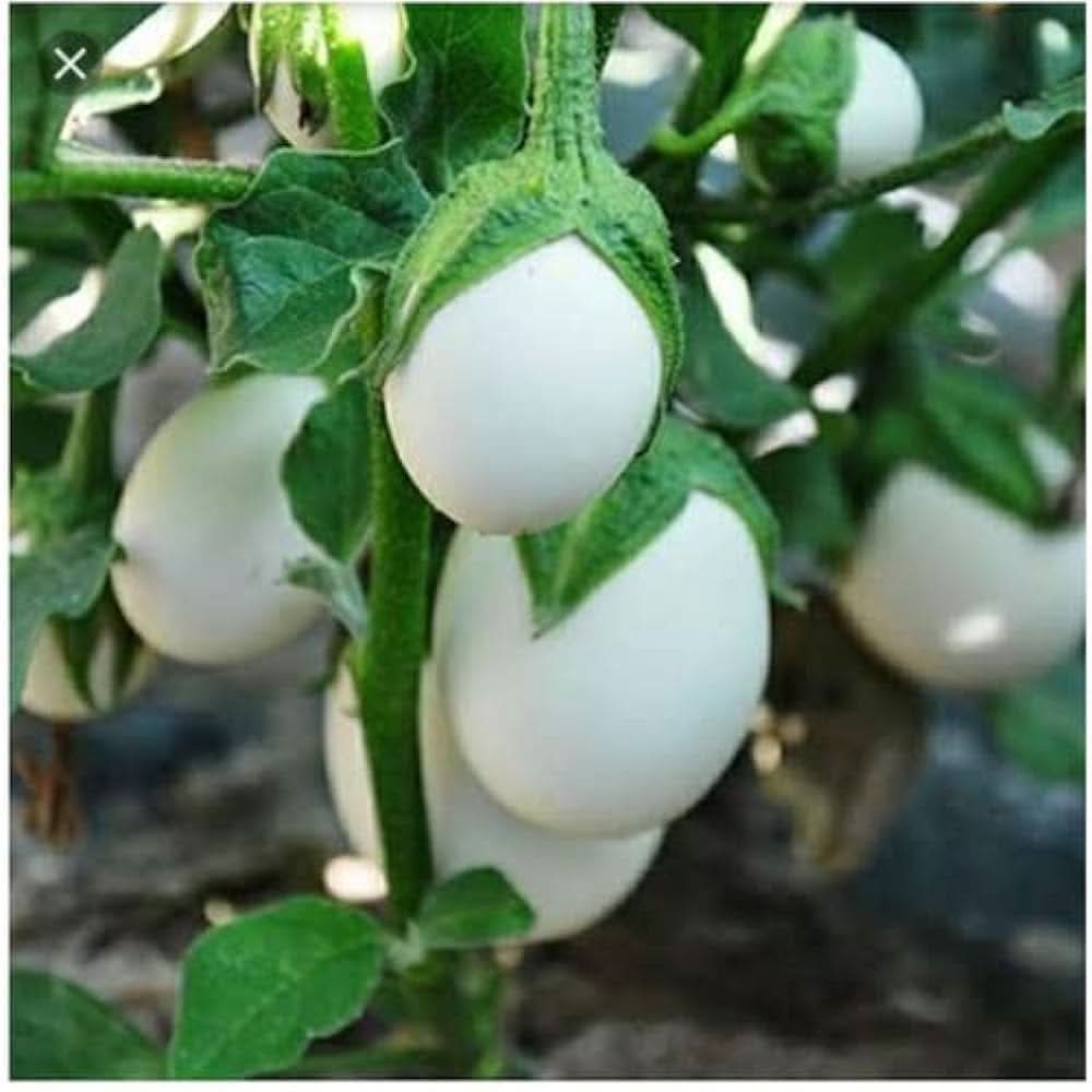 White round eggplant Solanum melongena seeds for planting in garden bed