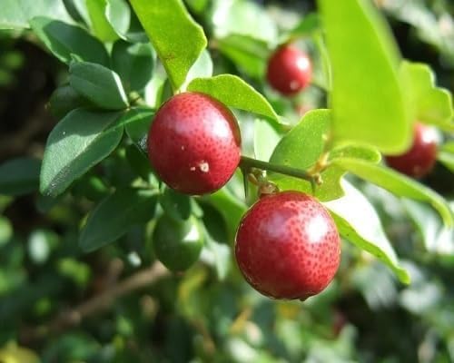 Red Lemon Fruit - Heirloom, Non - Gmo Seeds