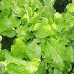 Green lettuce Lactuca sativa seeds for planting in home garden