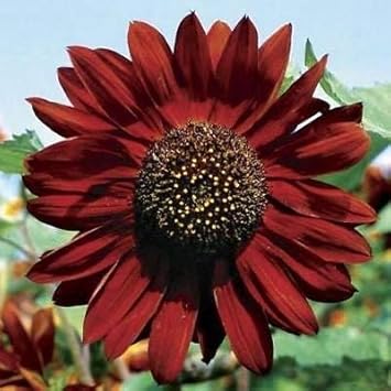 Chestnut Brown Sunflower Flower Heirloom Non Gmo Image
