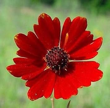 Red Coreopsis Flower Heirloom Non Gmo Image