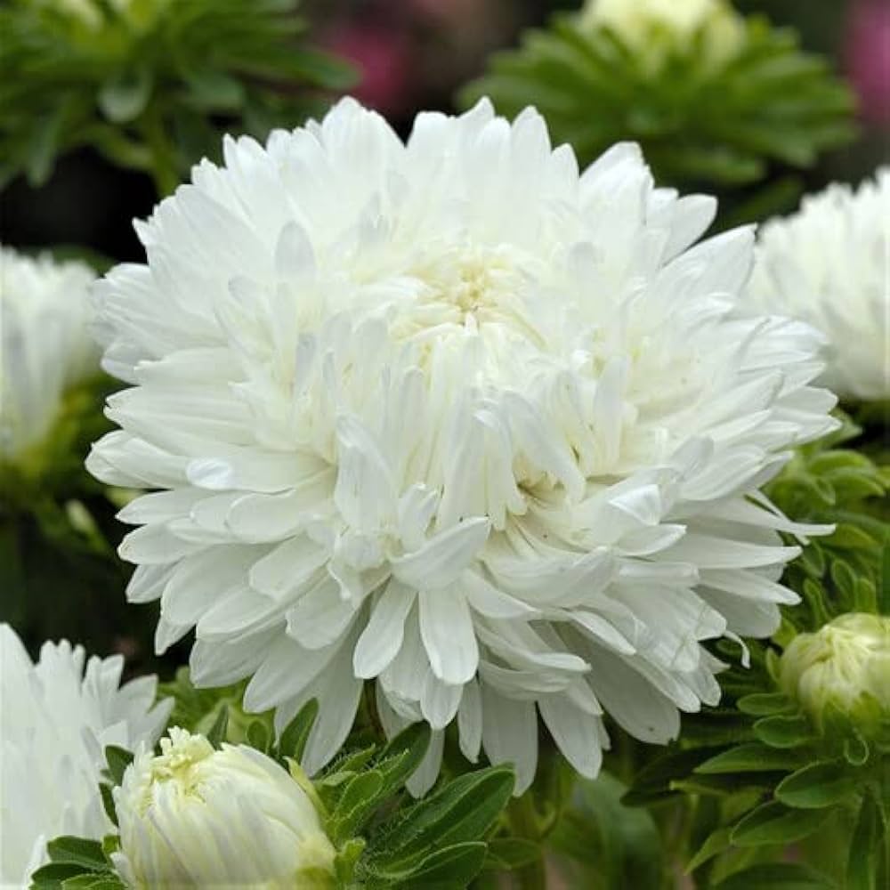 Aster Seeds (Peony Duchess) - White